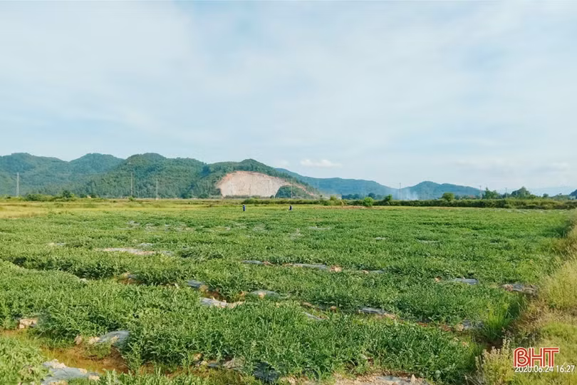 Nông dân “vựa dưa” Hà Tĩnh phấn khởi mùa thu hoạch