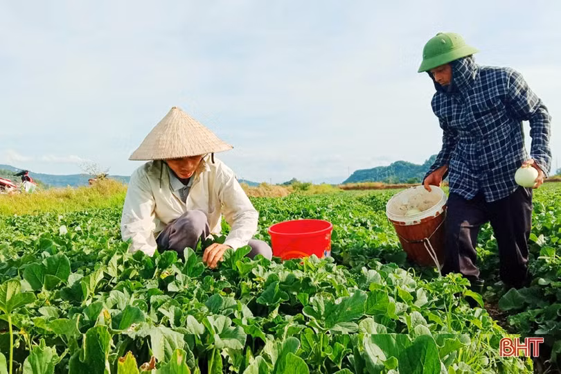 Nông dân “vựa dưa” Hà Tĩnh phấn khởi mùa thu hoạch