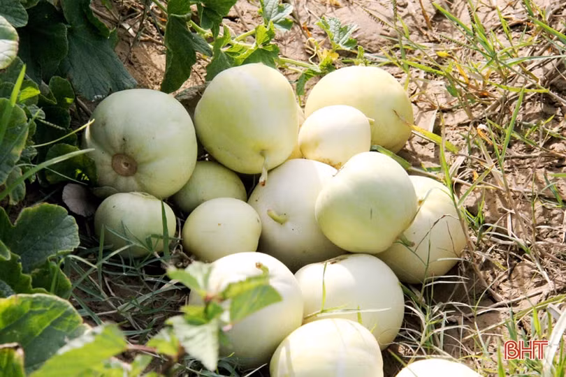 Nông dân “vựa dưa” Hà Tĩnh phấn khởi mùa thu hoạch