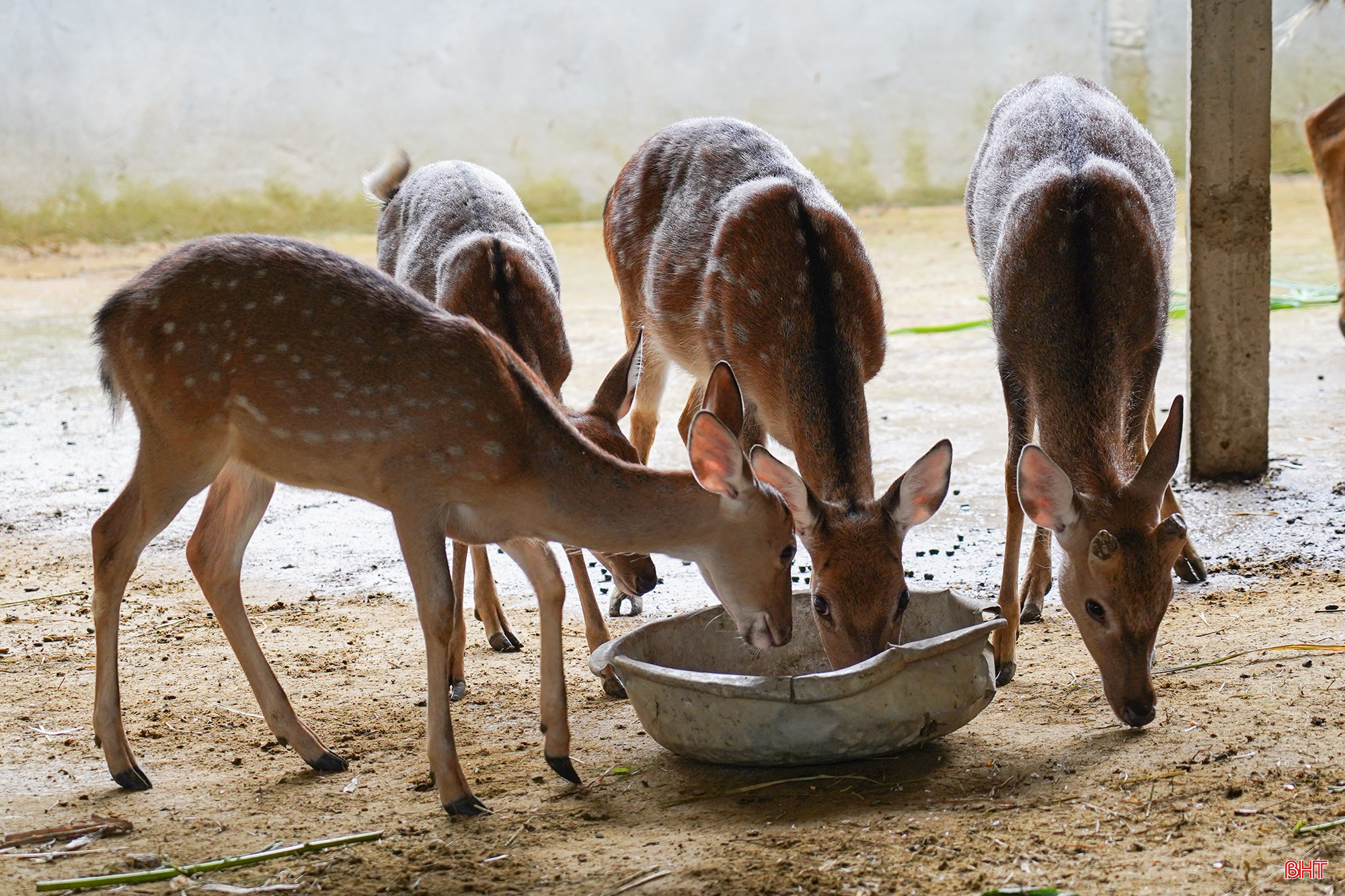 bqbht_br_9-8449.jpg