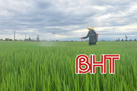 Sâu cuốn lá "xuất kích" gây hại lúa hè thu ở Hà Tĩnh 