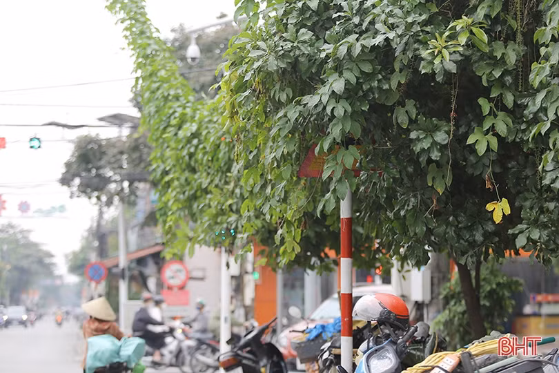 Nhiều biển báo giao thông ở TP Hà Tĩnh bị che khuất, “làm khó” người đi đường 