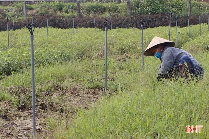 Nông dân Hà Tĩnh tất bật ra đồng sản xuất vụ đông