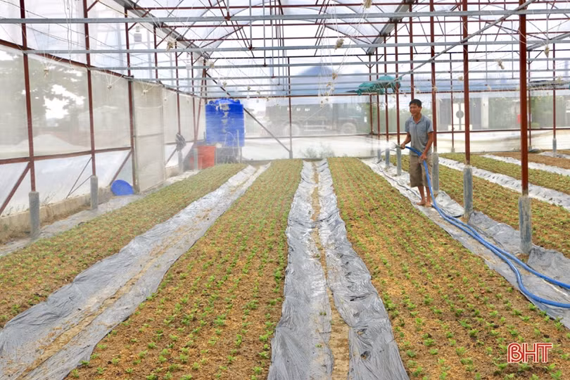Làng hoa Lưu Vĩnh Sơn tất bật xuống giống vụ tết