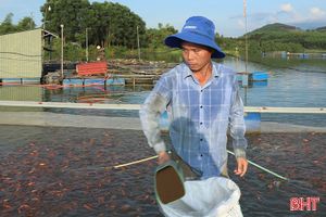Anh nông dân gây dựng cơ nghiệp nhờ nuôi cá diêu hồng