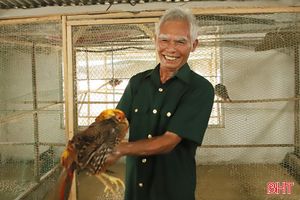 Cựu chiến binh nuôi chim trĩ cho lợi nhuận cao