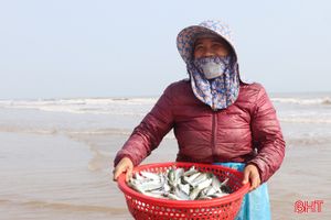 Ngư dân Hà Tĩnh trúng hàng tấn cá trích 
