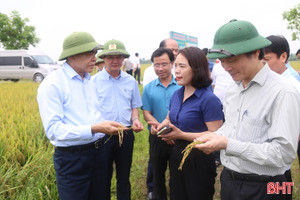 Chủ tịch UBND tỉnh kiểm tra tiến độ thu hoạch lúa xuân ở Can Lộc