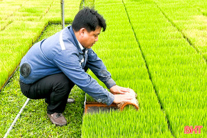 Sản xuất lúa hè thu ở Đức Thọ: “Sớm ngày nào hay ngày đó”