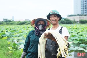 Nông dân TP Hà Tĩnh phấn khởi thu hoạch ngó sen