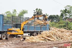 Vì sao trồng rừng sản xuất ở Hà Tĩnh mới dừng lại ở bán gỗ băm dăm?