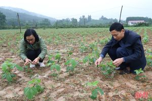 Hương Sơn thử nghiệm trồng cây đậu tương rau