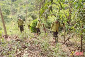 Hương Khê đẩy mạnh công tác quản lý, bảo vệ rừng