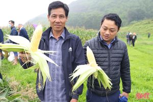 Ngô ngọt “khoe” năng suất trên đất Hương Sơn