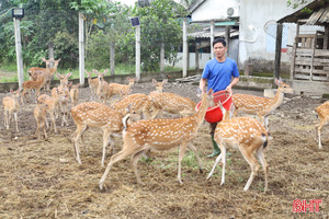 "Bí quyết” làm giàu từ nuôi hươu giống của cựu chiến binh nơi biên giới