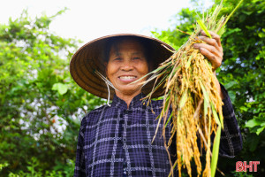 Rộn ràng thu hoạch lúa xuân ở thị xã phía Nam Hà Tĩnh