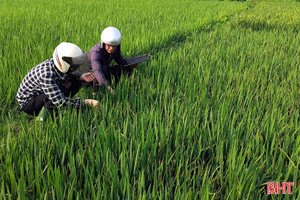 "Tuyên chiến" với bệnh khô vằn gây hại lúa xuân