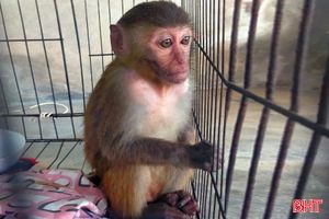 1 người dân ở Cẩm Xuyên bàn giao cá thể khỉ vàng