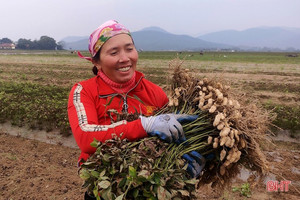 Dự án KOPIA Hàn Quốc hỗ trợ nông dân Nghi Xuân sản xuất lạc giống