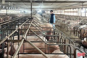 Giá lợn hơi thấp, các cơ sở chăn nuôi ở Hà Tĩnh đối mặt thua lỗ