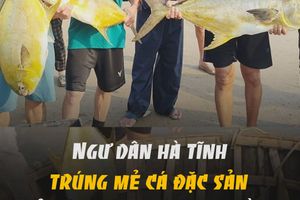 Ngư dân Hà Tĩnh trúng mẻ cá đặc sản, bỏ túi hơn 300 triệu đồng