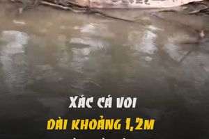 Xác cá Voi dài 1,2m dạt vào bờ sông Lam
