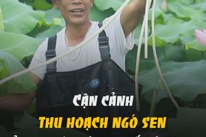 Cận cảnh thu hoạch ngó sen ở ven đô thành phố Hà Tĩnh