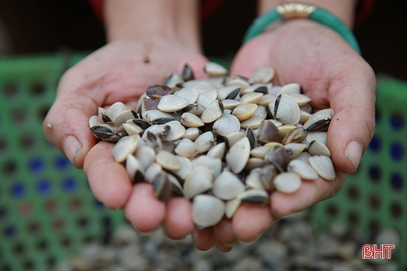 Vùng nuôi ngao lớn nhất Hà Tĩnh vượt lên khó khăn, tự tin thả lứa mới