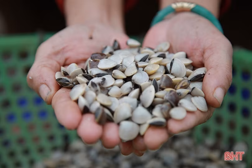 Vùng nuôi ngao lớn nhất Hà Tĩnh vượt lên khó khăn, tự tin thả lứa mới