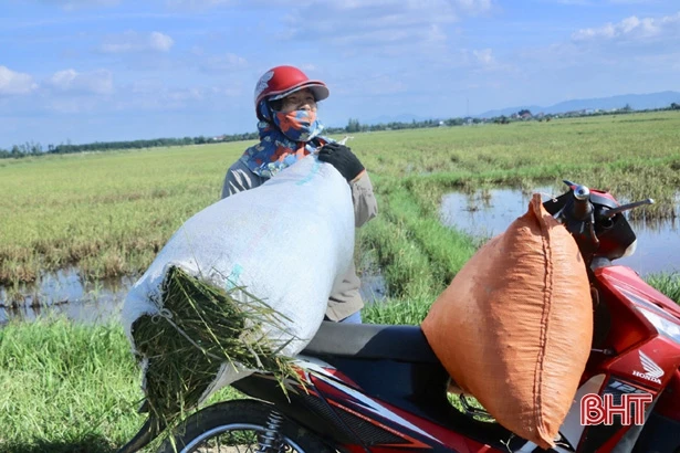 Chớm đông, nông dân xứ Cẩm vui sướng đi gặt “bông chét vàng”