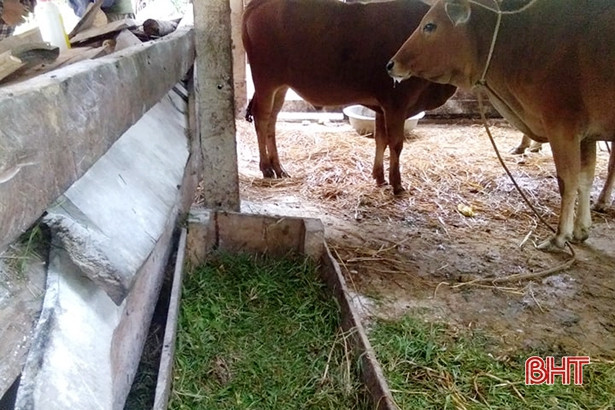 Xã miền núi Hà Tĩnh có 28 con bò bị bệnh lở mồm long móng