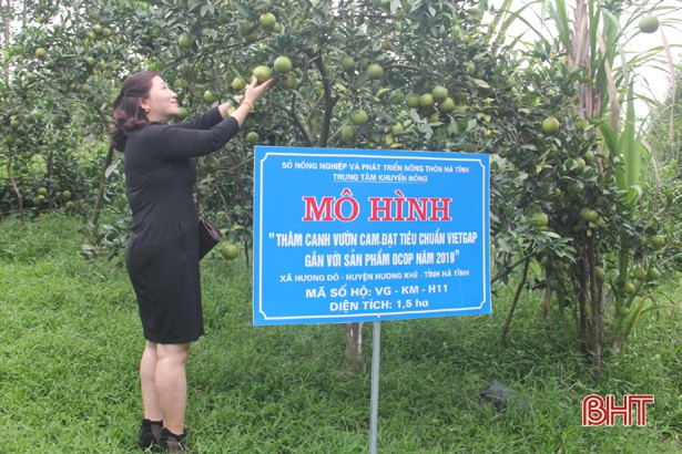 Trao chứng nhận VietGap cho HTX Nông nghiệp cam Khe Mây Long Nhâm