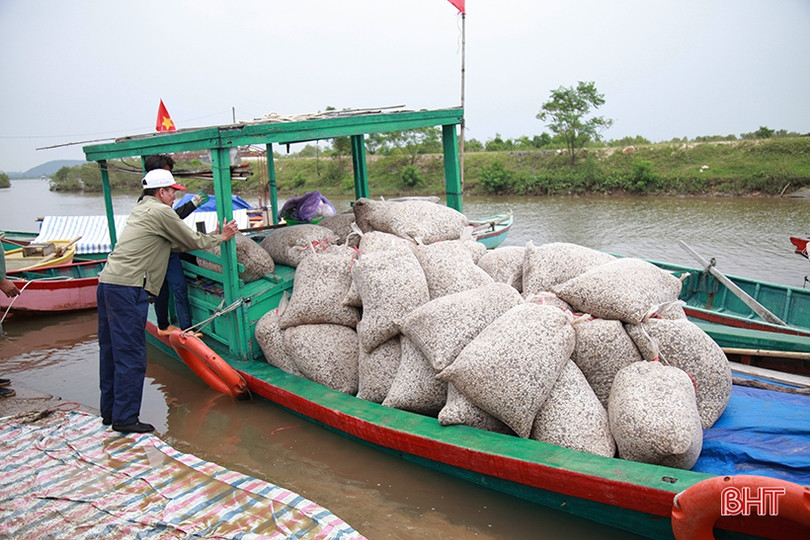 Vùng nuôi ngao lớn nhất Hà Tĩnh vượt lên khó khăn, tự tin thả lứa mới