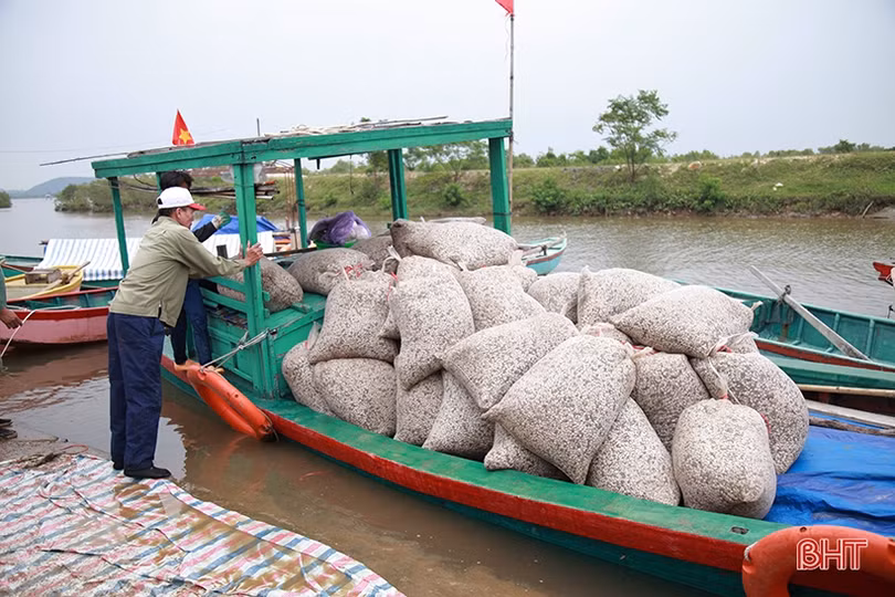 Vùng nuôi ngao lớn nhất Hà Tĩnh vượt lên khó khăn, tự tin thả lứa mới