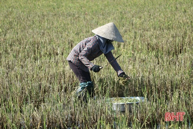 Chớm đông, nông dân xứ Cẩm vui sướng đi gặt “bông chét vàng”