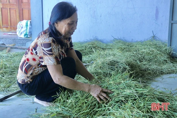 Chớm đông, nông dân xứ Cẩm vui sướng đi gặt “bông chét vàng”