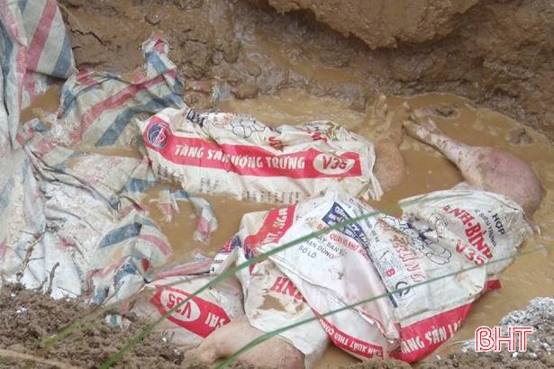 Nghi Xuân - địa phương cuối cùng “dính” dịch tả lợn châu Phi