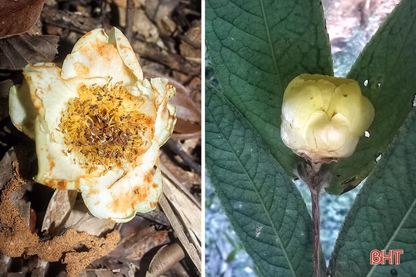 Vườn Quốc gia Vũ Quang hành trình đến “Vườn Di sản ASEAN”