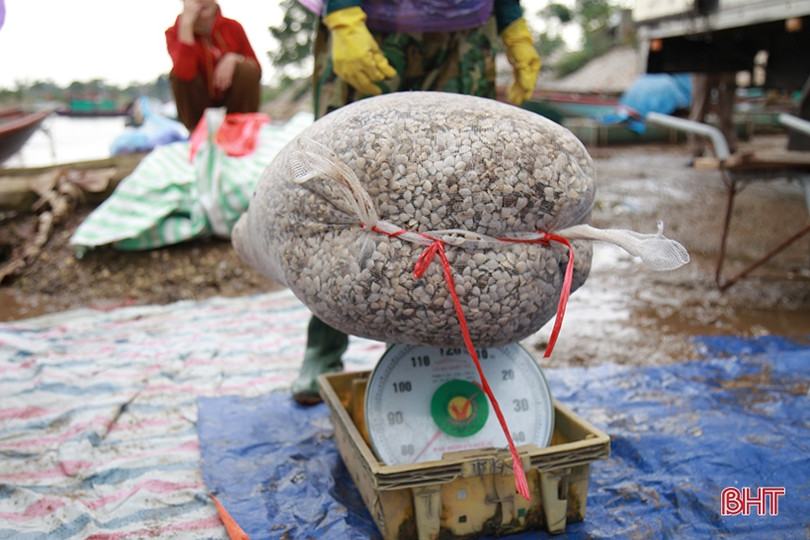 Vùng nuôi ngao lớn nhất Hà Tĩnh vượt lên khó khăn, tự tin thả lứa mới