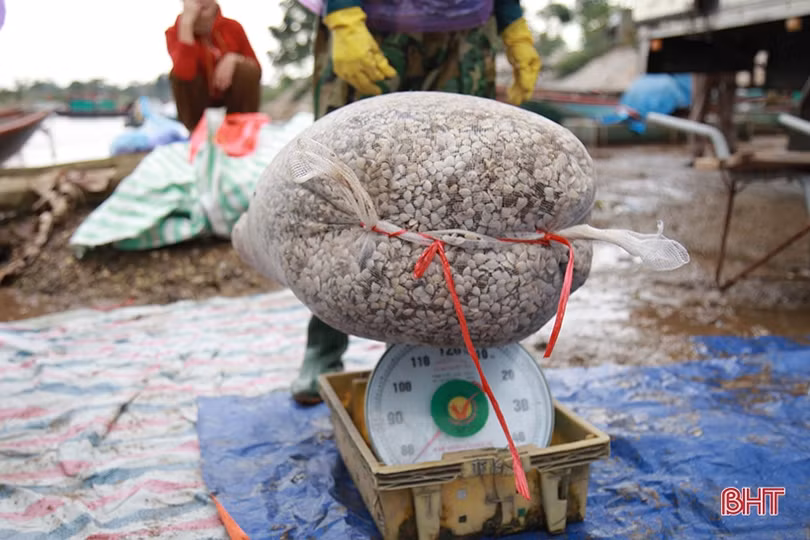 Vùng nuôi ngao lớn nhất Hà Tĩnh vượt lên khó khăn, tự tin thả lứa mới