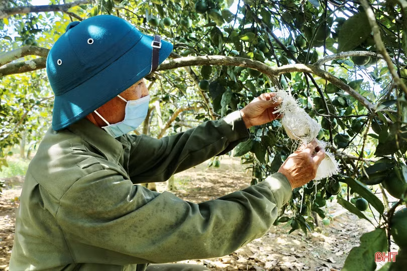 Ngắm vườn cam hơn 25 năm tuổi của vợ chồng nông dân Hà Tĩnh