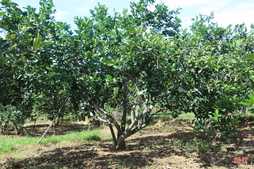 Ngắm vườn cam hơn 25 năm tuổi của vợ chồng nông dân Hà Tĩnh