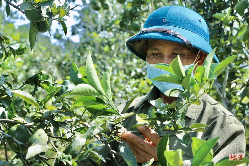 Ngắm vườn cam hơn 25 năm tuổi của vợ chồng nông dân Hà Tĩnh