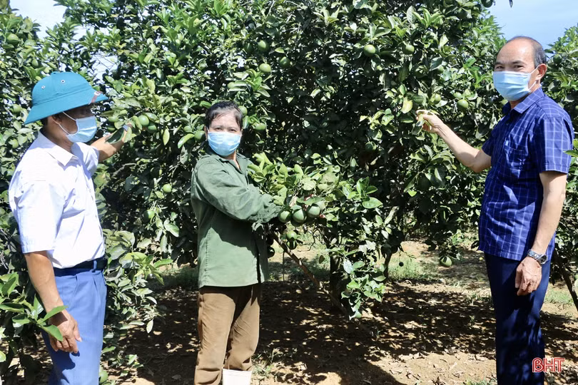 Ngắm vườn cam hơn 25 năm tuổi của vợ chồng nông dân Hà Tĩnh