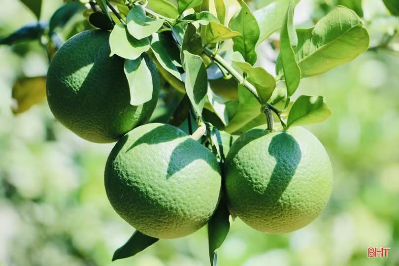 Ngắm vườn cam hơn 25 năm tuổi của vợ chồng nông dân Hà Tĩnh