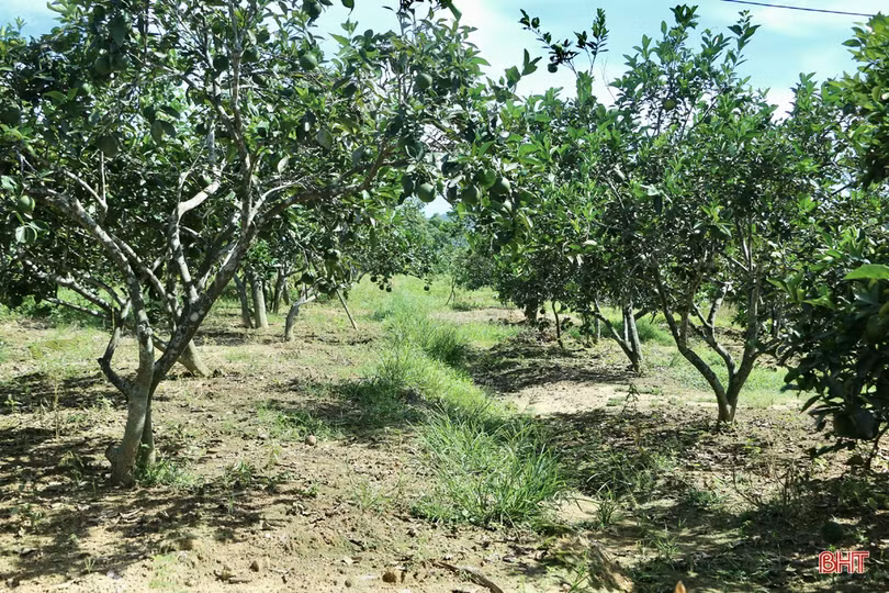 Ngắm vườn cam hơn 25 năm tuổi của vợ chồng nông dân Hà Tĩnh