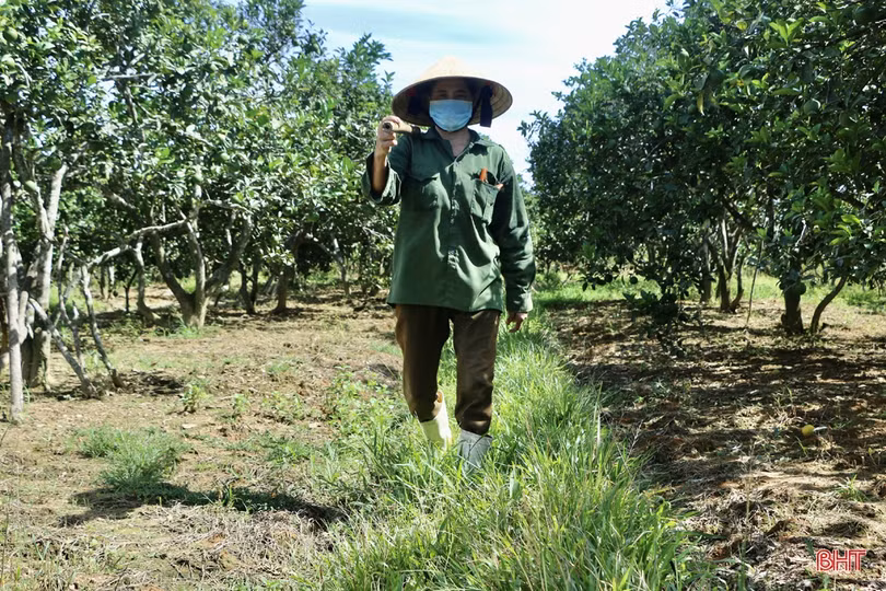 Ngắm vườn cam hơn 25 năm tuổi của vợ chồng nông dân Hà Tĩnh