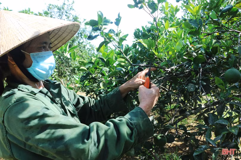 Ngắm vườn cam hơn 25 năm tuổi của vợ chồng nông dân Hà Tĩnh