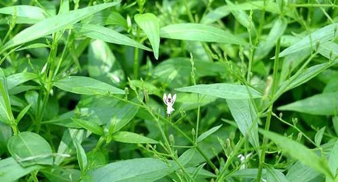 Tác dụng trị bệnh trên thực nghiệm của xuyên tâm liên