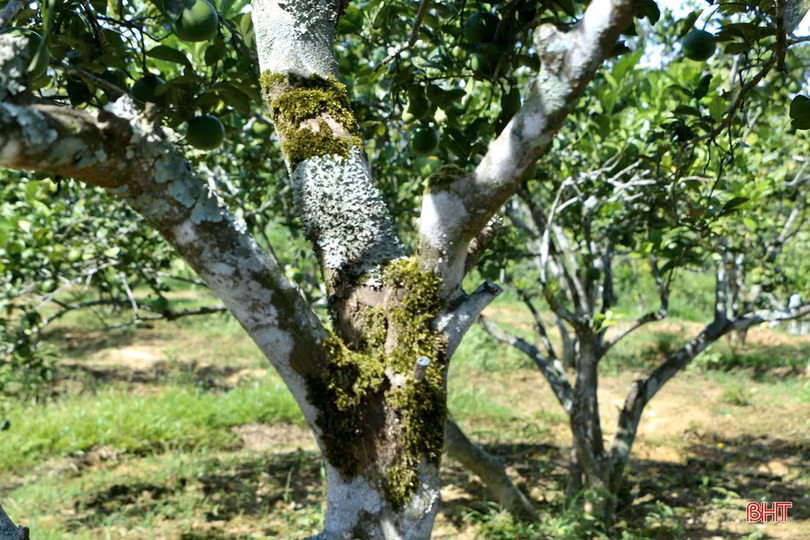 Ngắm vườn cam hơn 25 năm tuổi của vợ chồng nông dân Hà Tĩnh